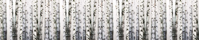 Birch | 0470