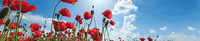 0474 RoterMohn.jpg