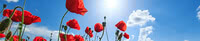 0474 RoterMohn shutterstock 202291789 web.jpg