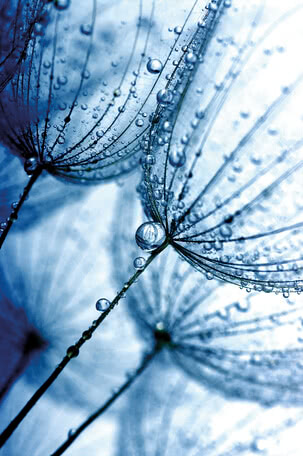 Dandelion seed head | 4019