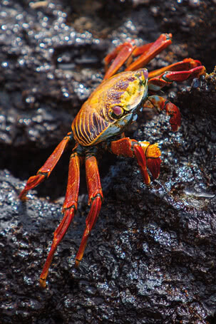 Red rock crab | 4029