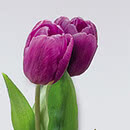 SPRINZ Glasart Chromspiegel web.jpg