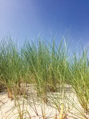 Dune grass ǀ 4033