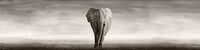 0508 Elefant 3200x800.jpg