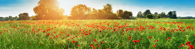 Field of poppies | 0512