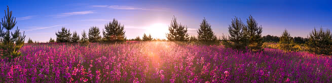 Field of lavender at sunrise | 0513