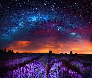 Milky Way above field of lavender | 4036