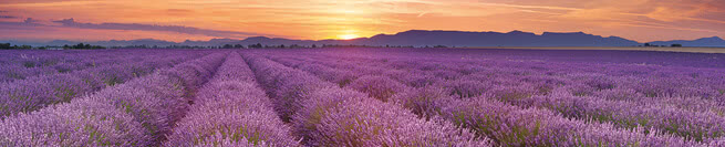 Lavender field | 0456